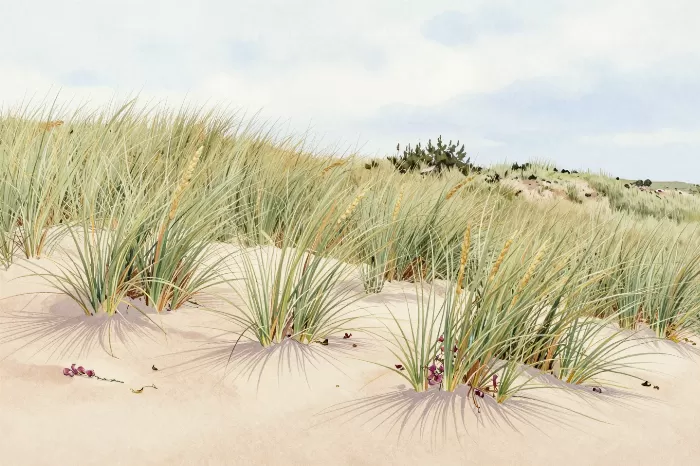 Sand Grasses