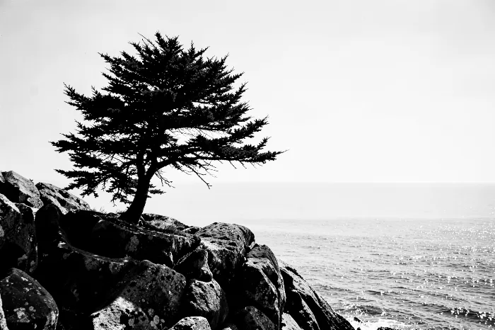 Headland Spruce