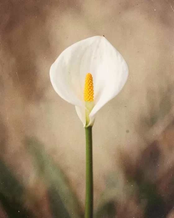 Vintage Lily