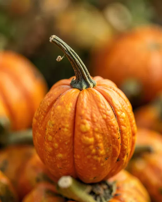 Gourd Harvest