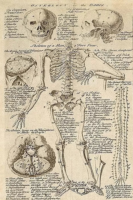 The Body