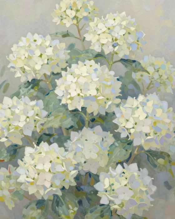 Hydrangea Blooms