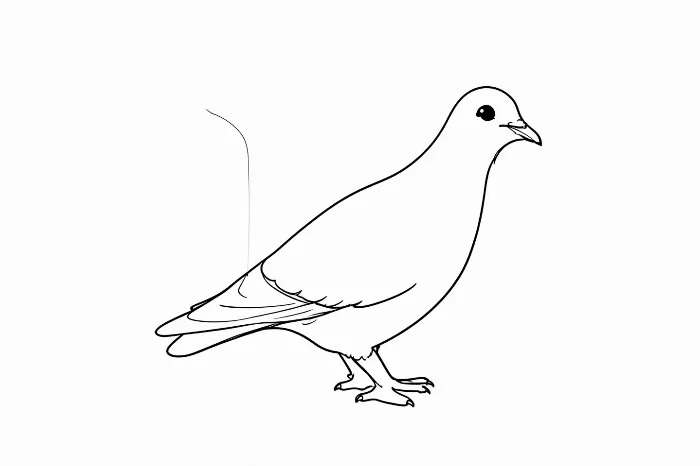 City Pigeon