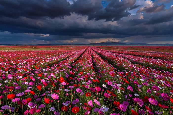 Distant Bloom