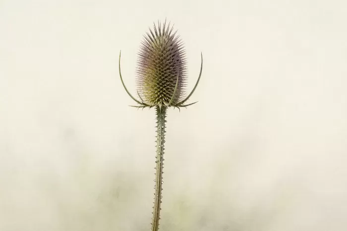 Dewed Teasel