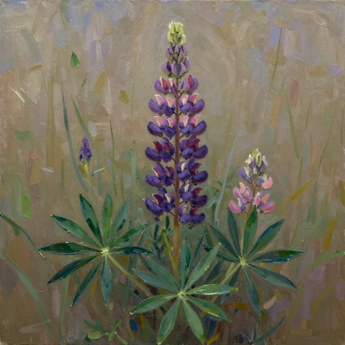 Lupine Impasto