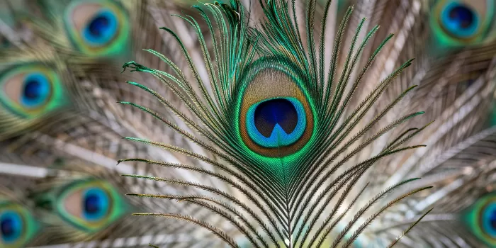 Peacock Eye