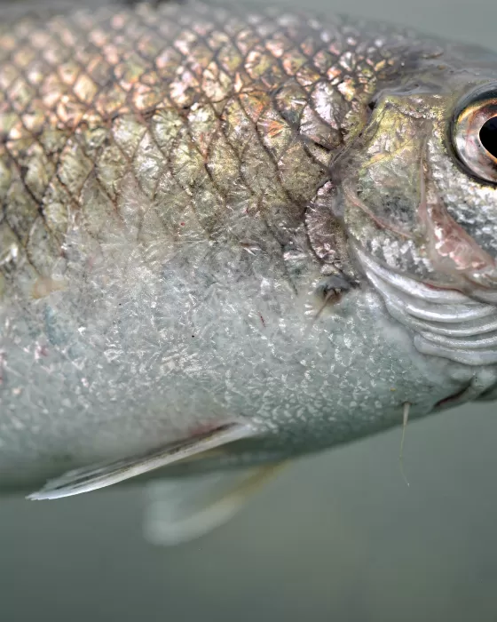 Codfish Detail