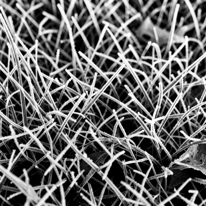 Rimed Grass