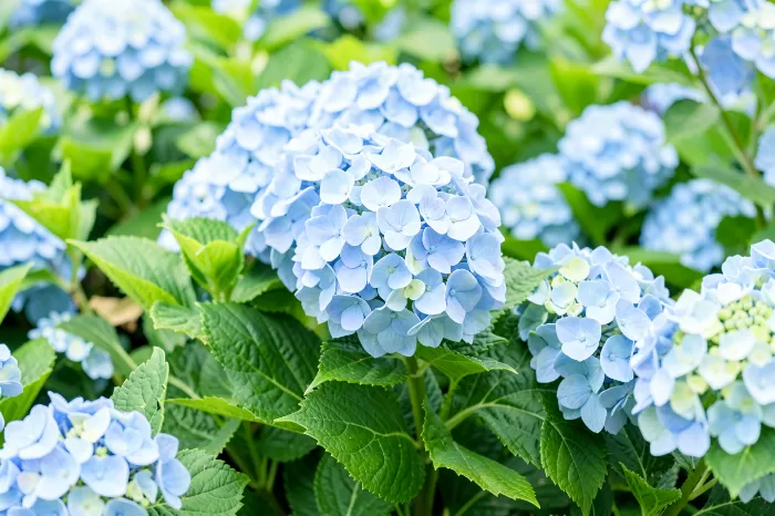 Hydrangea Garden