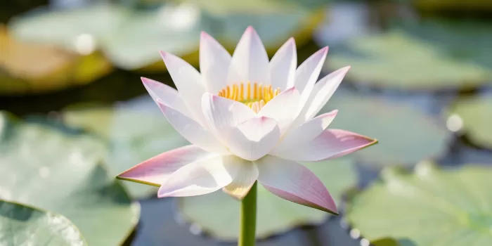 Lily Radiance