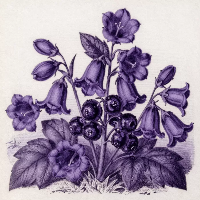 Nightshade Bloom