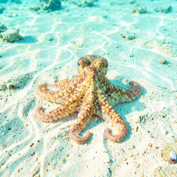 Drifting Octopus
