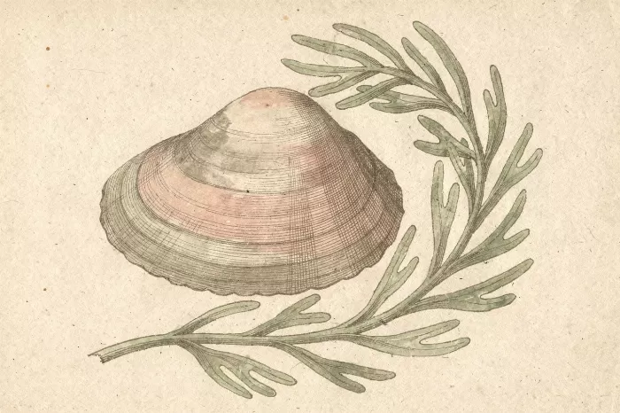 Coastal Shell