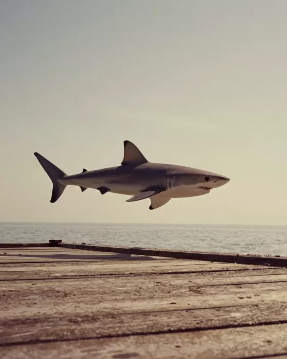Pier Shark