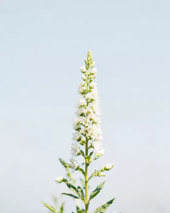 White Heather