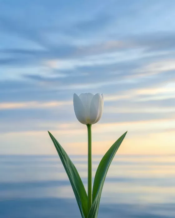 Tulip Dawn
