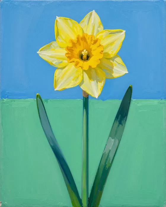 Daffodil Bold