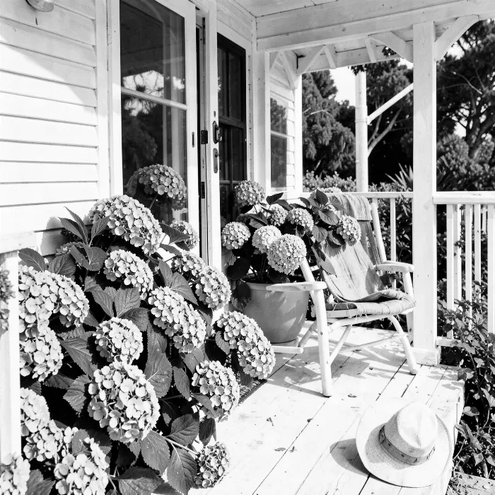 Beachhouse Blooms