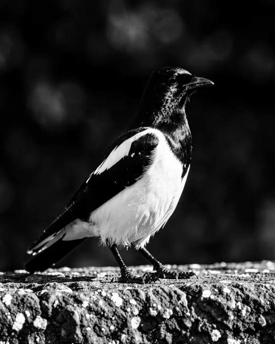 Sidelit Magpie