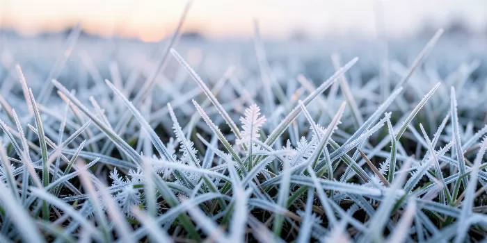 Frost Crystals