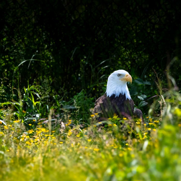 Waiting In The Bush - Newfoundland art print