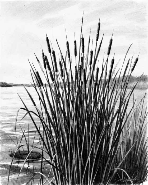Pond Sentinels