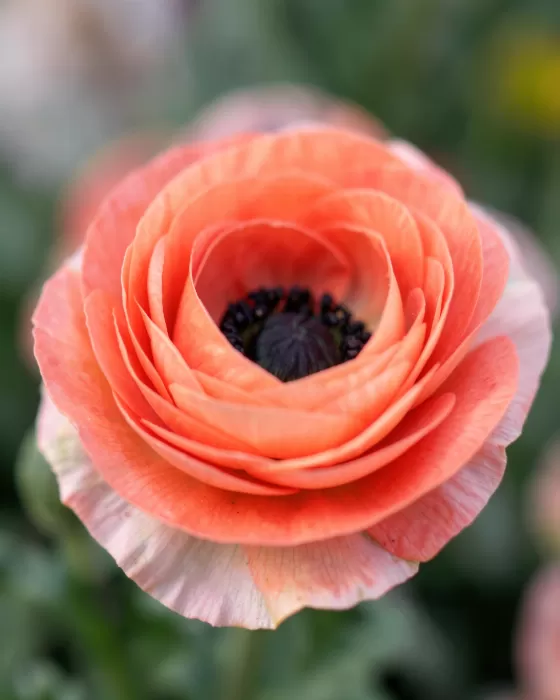 Blush Petal
