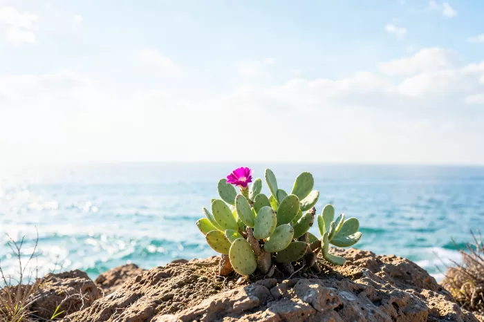 Dune Cactus