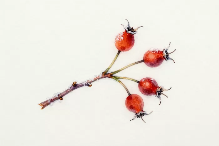 Rosehip Frost