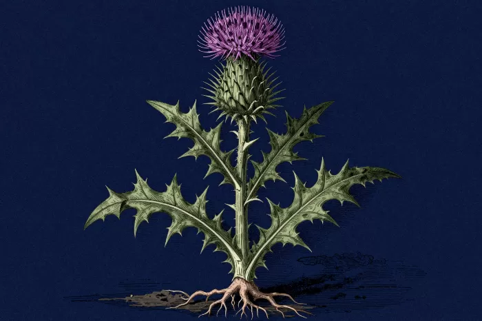 Indigo Thistle