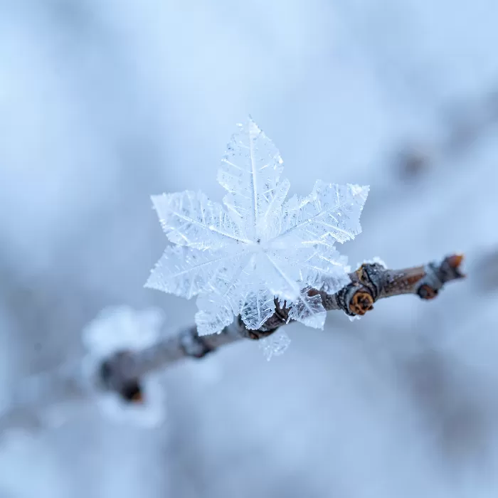 Crystal Twig