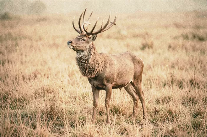 Stag In Grass