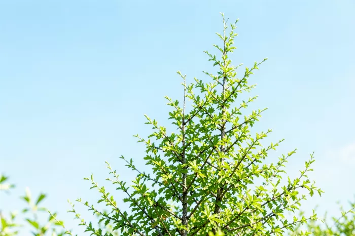 Yukon Birch