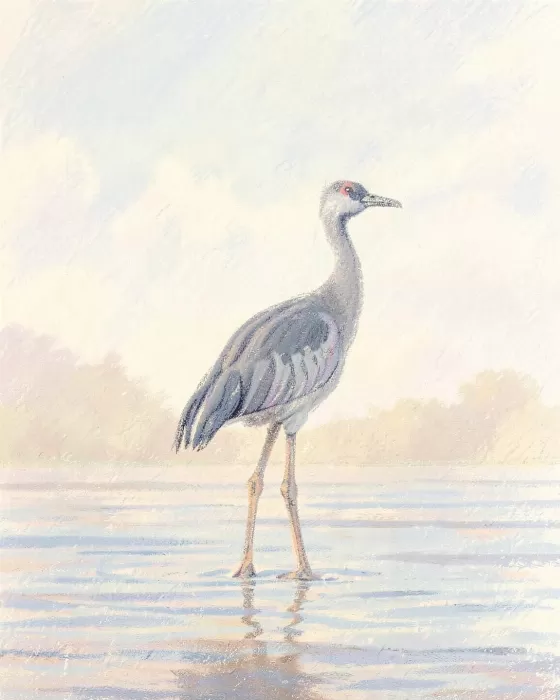 Pale Wading