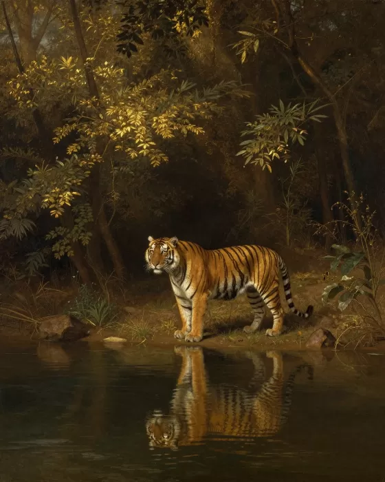 Tiger's Glade