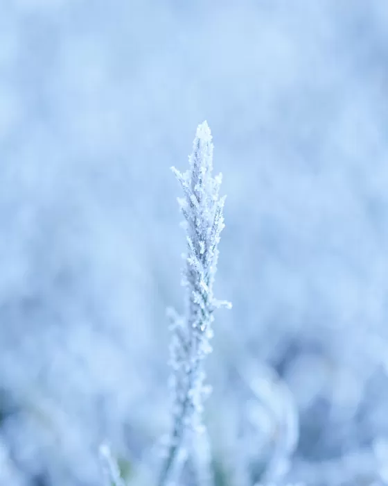 Frost Blade II