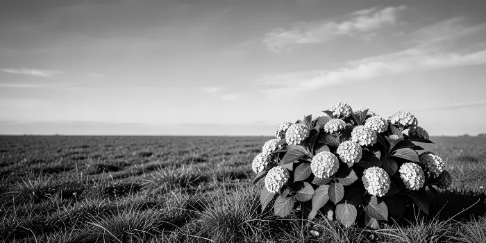 Mophead Monochrome
