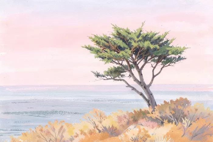 Monterey Cypress
