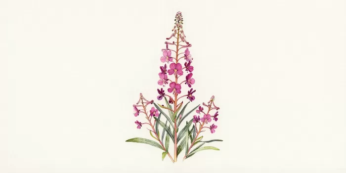 Dwarf Fireweed