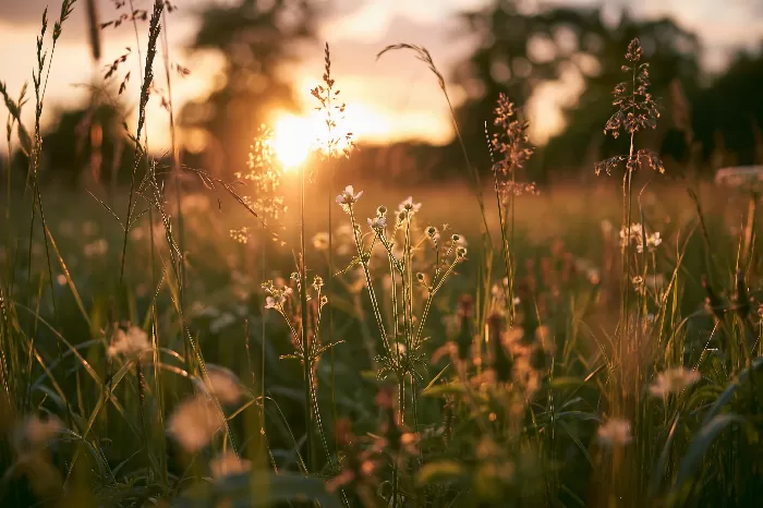 Golden Meadow