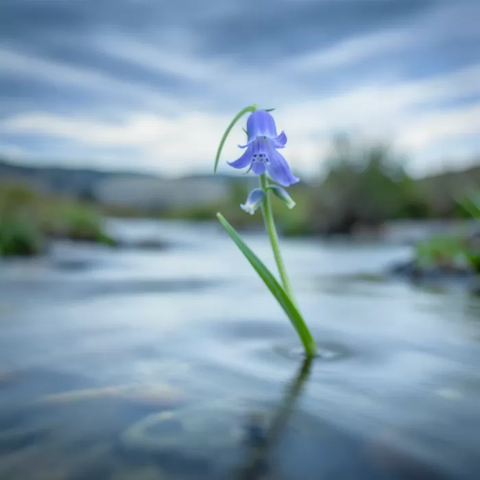 Silken Stream