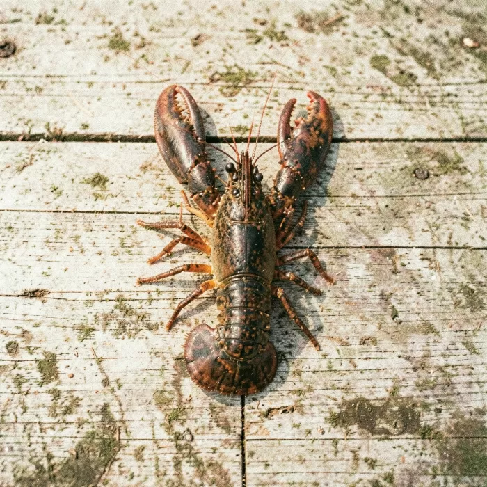 Harbour Lobster