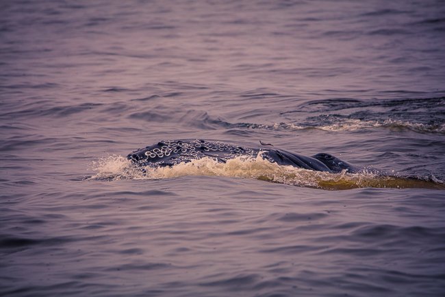 Dark And Dawn - Newfoundland art print