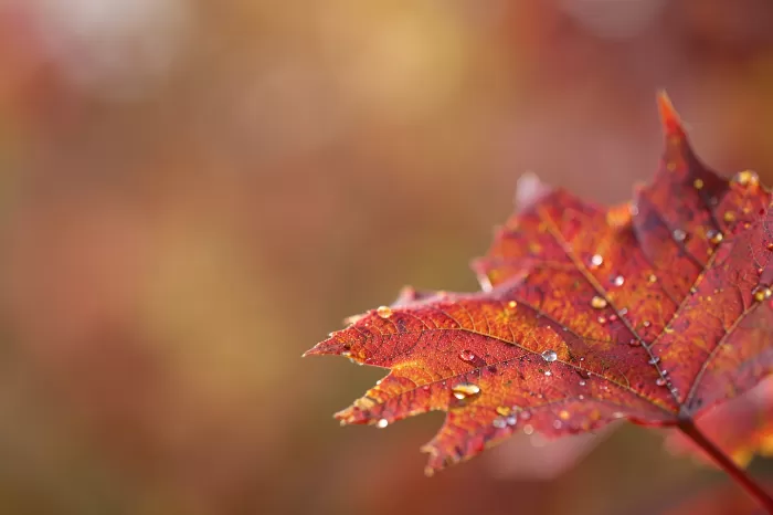 Amber Edge