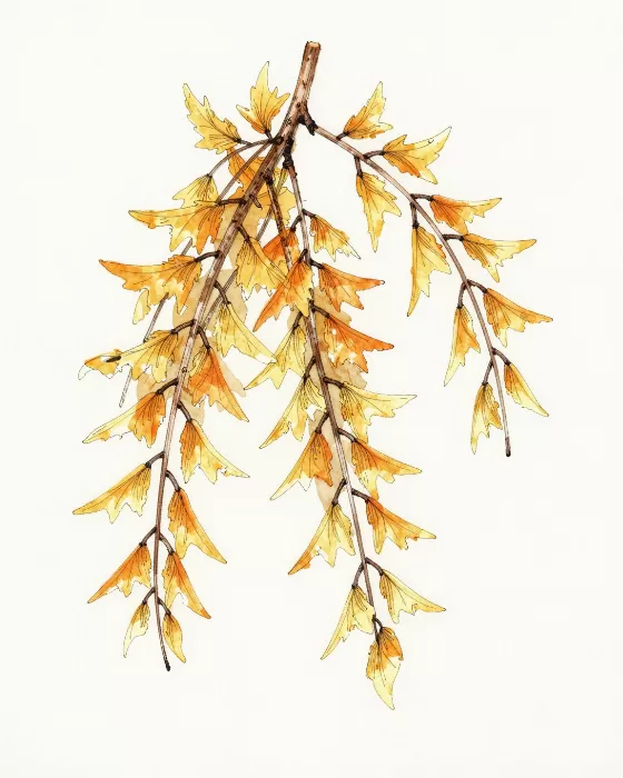 Golden Larch