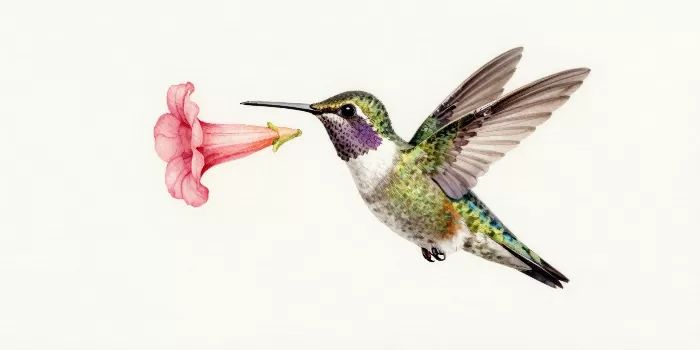 Trumpet Song