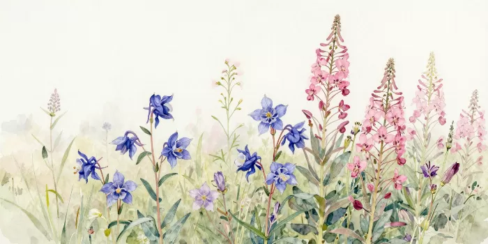 Alpine Columbine