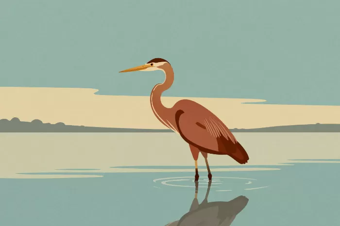 Heron Curve
