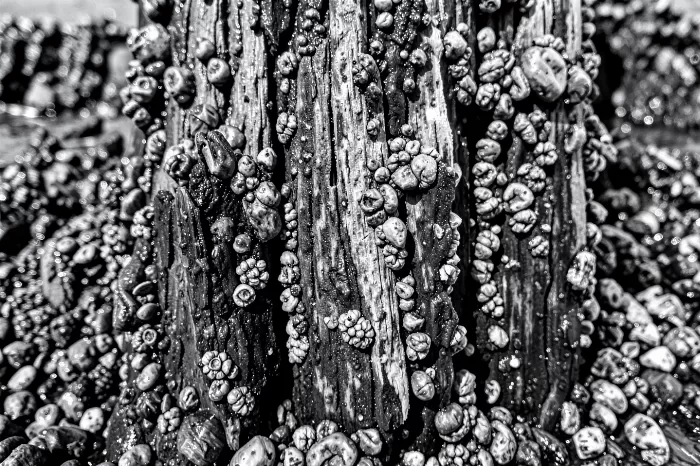 Tidal Crust